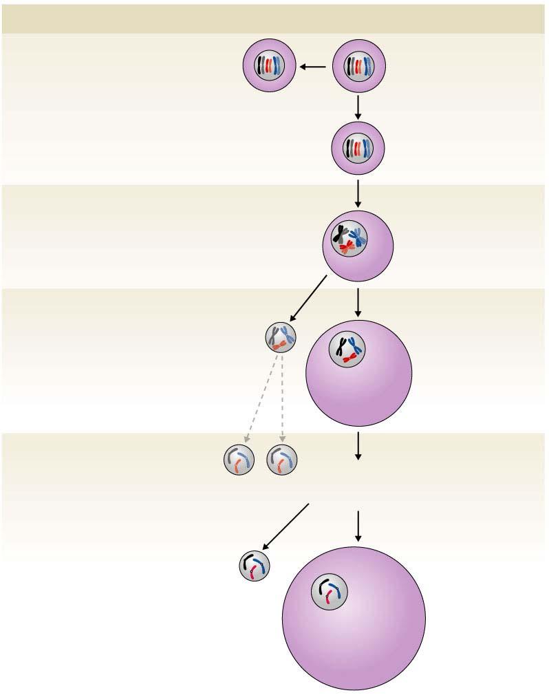 MITOSIS of oogonium (before birth) OOGENESIS DNA replication (before birth) MEIOSIS I begins before birth Synapsis and tetrad formation Tetrad Primary oocyte (diploid) Primary oocyte MEIOSIS I