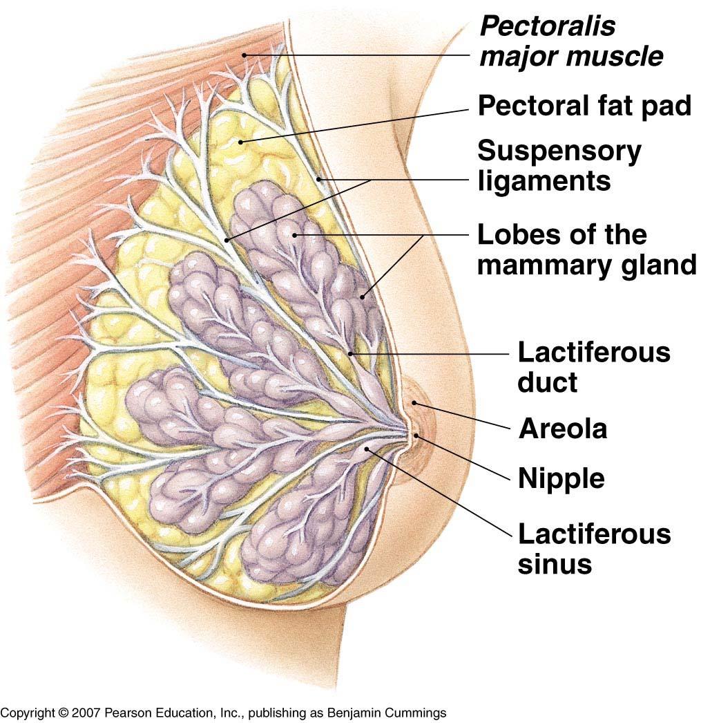 Female Reproductive System Mammary