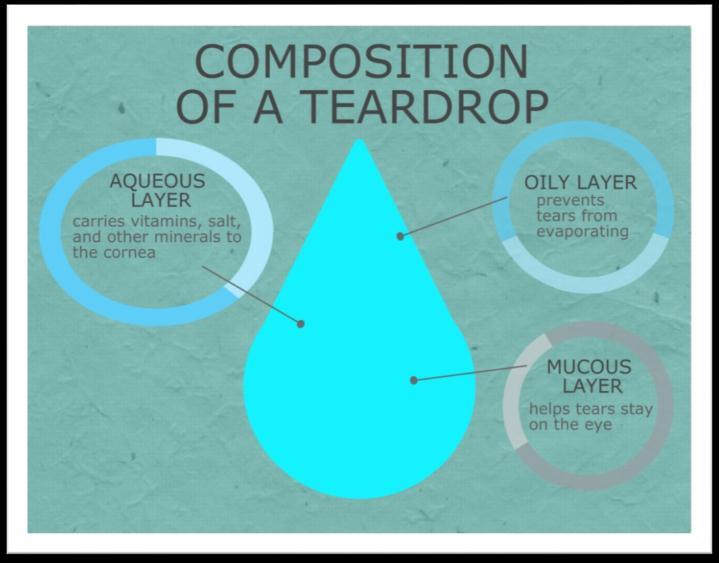 Each Layer of Tear Film Serves a Purpose Graphic by Fsciencenotes.
