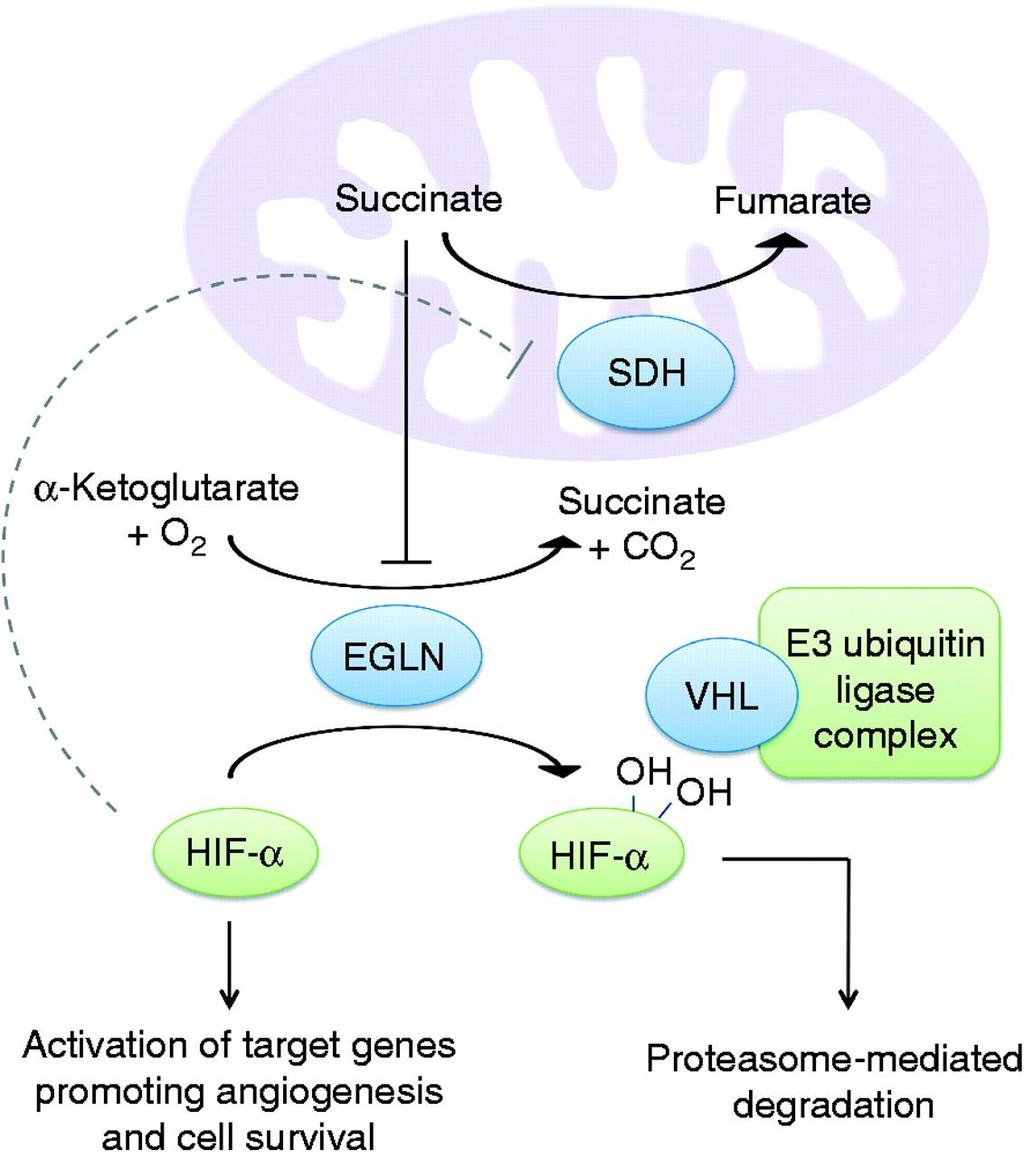 Regulation of HIF-α: The Molecular Target of SDH/VHL Welander J et al.