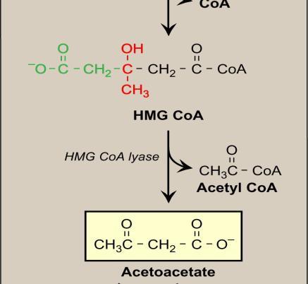 are synthesized from acety coa at high rate during fasting ( acetyl coa come frome B oxidation of fatty acid) Always there is synthesis of ketone bodies at law rate,it becomes high during fasting or