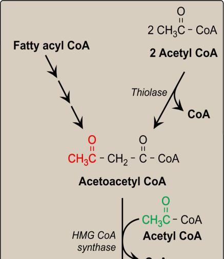 is the reverse of the last step on oxidation steps) 2- addition of one more acetyl coa to acetoacetyl coa by HMG coa synthase result in HMG coa (hydroxymethyl glutaryl coa) 3- cleavage of acetyl coa