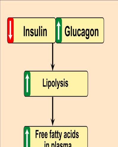 fat increase in lipolysis and increase of free fatty acid in plasma, liver will use them for production of energy ( ketone bodies) This lead to increase hepatic output of ketone bodies ketoacedosis :