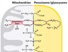 Why Ketogenesis vs Complete Oxidation?