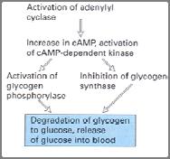 Insulin Control Gastrointestinal hormones Amino acids Pancreas Insulin Beta cells Blood glucose Most Cells Protein synthesis Muscle Glucose uptake Glycogen synthesis Adipose Glucose uptake Glycerol