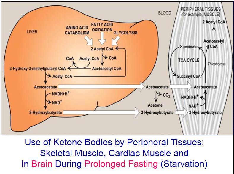 Ketone bodies Ketone bodies are used by the peripheral tissues like the skeletal and cardiac muscles, where they are the preferred source of energy, and by brain during prolonged fasting.