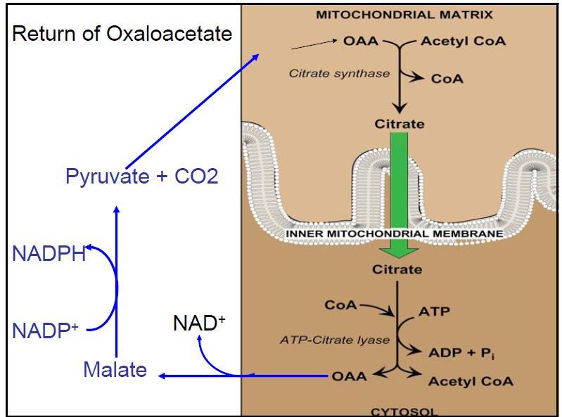 **FA synthesis occurs in the cytosol while oxidation occurs in the mitochondria, so they are separated. **The inner mitochondrial membrane (IMM) is impermeable to acetyl CoA.
