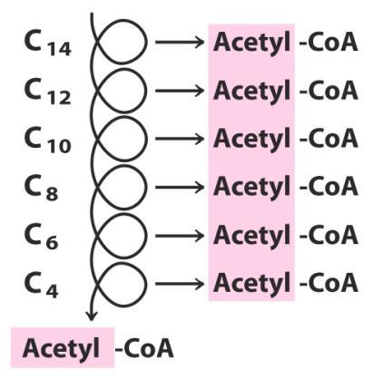 Saturated Fatty Acids are Broken Down in Pairs Basically, the number of Acetyl-CoAs made is the chain length divided by two.