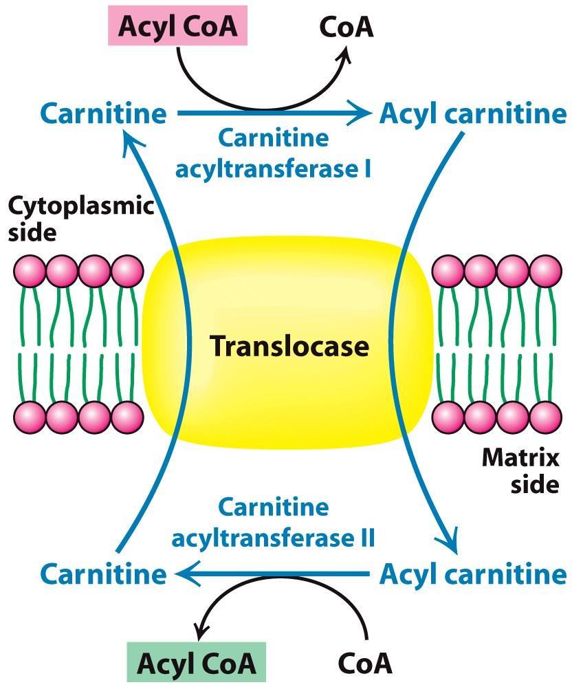 In the mitochondria, carnitine acyltransferase II transfers the fatty acid to CoA.