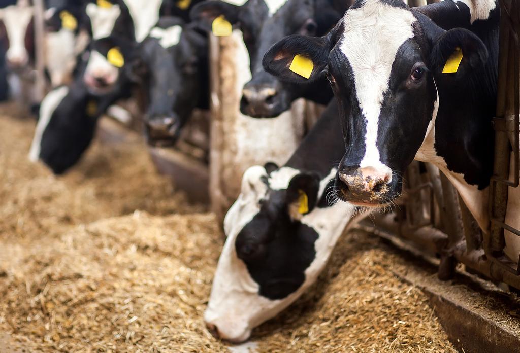 HEAT STRESS AND HEAT ABATEMENT TIPS FOR DAIRIES