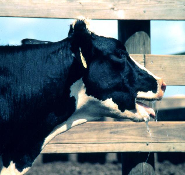 Heat Abatement Tips The two most important things to do for cows facing heat stress: 1. Keep cows cool using fans, shade and water (for drinking, and spraying and/or soaking their bodies). 2.
