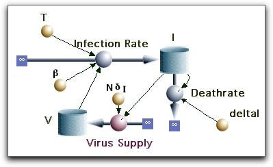 Equation 11 di dt = VT I I, I(0) = 0 Infected cells Equation 12 dv dt = N I cv, I V (0) = V 0 Virus where V 0 is the initial viral load. Exercise.