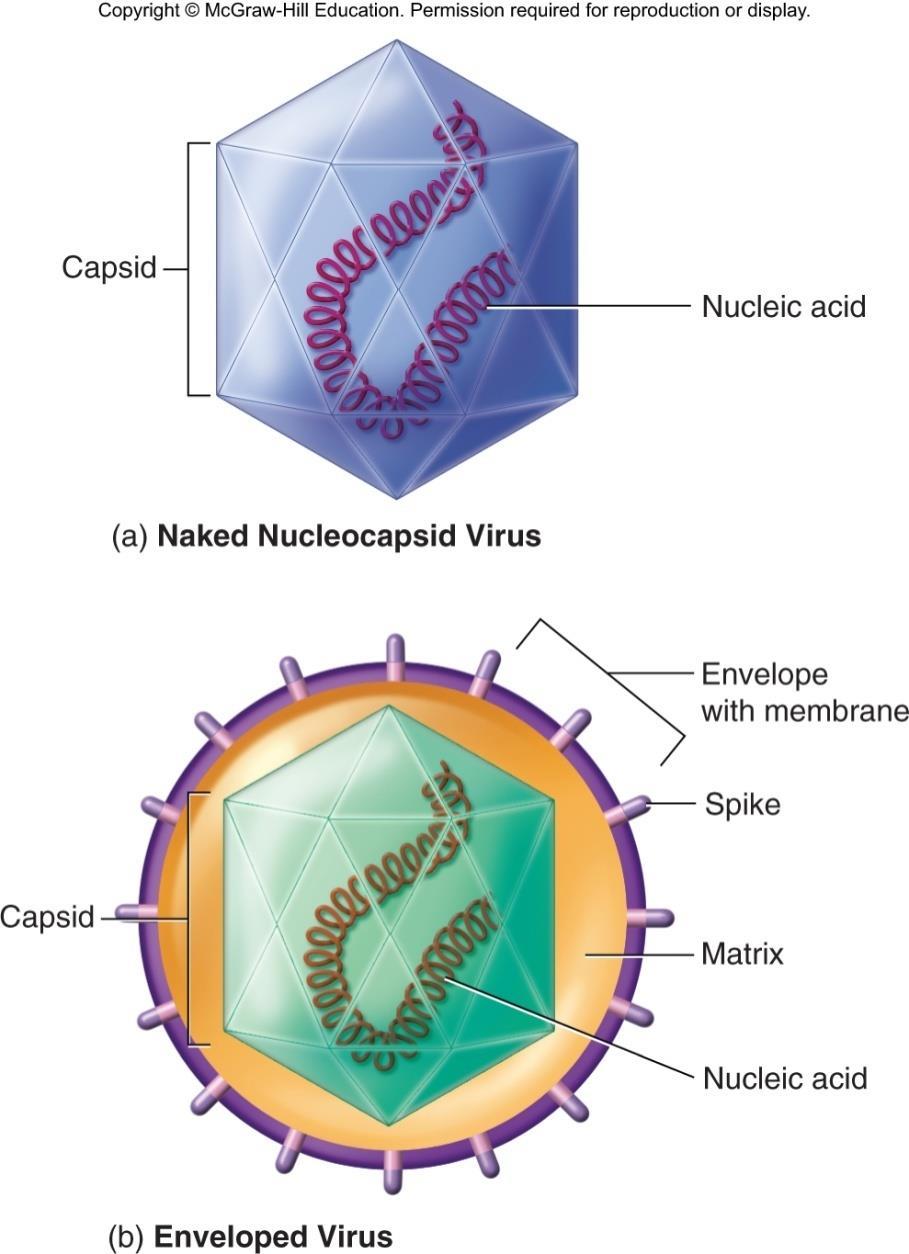 Capsids All viruses have capsids (protein coats that enclose and protect their nucleic acid) The capsid together with the nucleic acid is the nucleocapsid