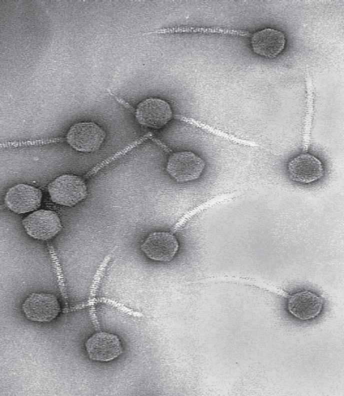 icosahedral head and helical neck Poxviruses lack a