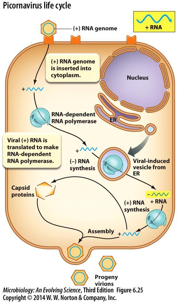 Picornavirus (RNA) Life Cycle Picornavirus life cycle. A picornavirus inserts its (+) strand RNA into the cell. Reproduction occurs entirely in the cytoplasm.