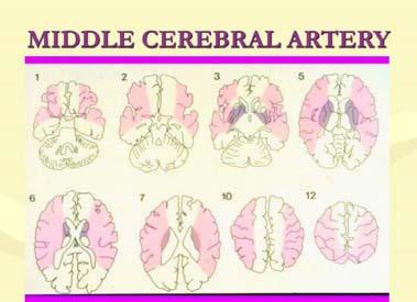 sides of frontal, temporal and parietal lobes Paired with the Anterior