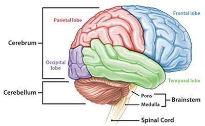 Frontal Lobe Parietal Lobe Anatomy of The