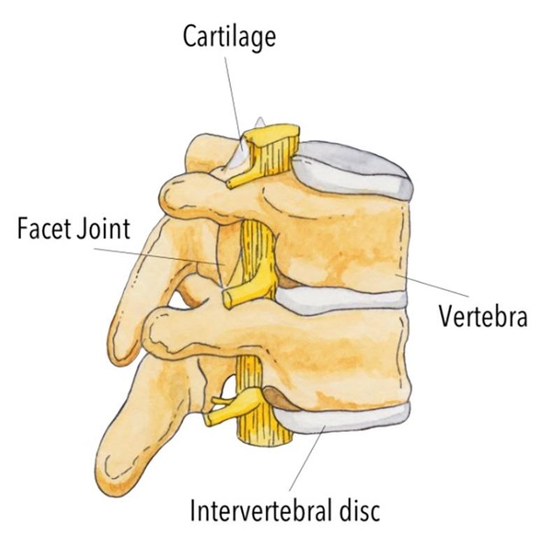 Spinal anatomy The spine is made up of 33 bony vertebrae. These vertebrae are connected by facet joints.