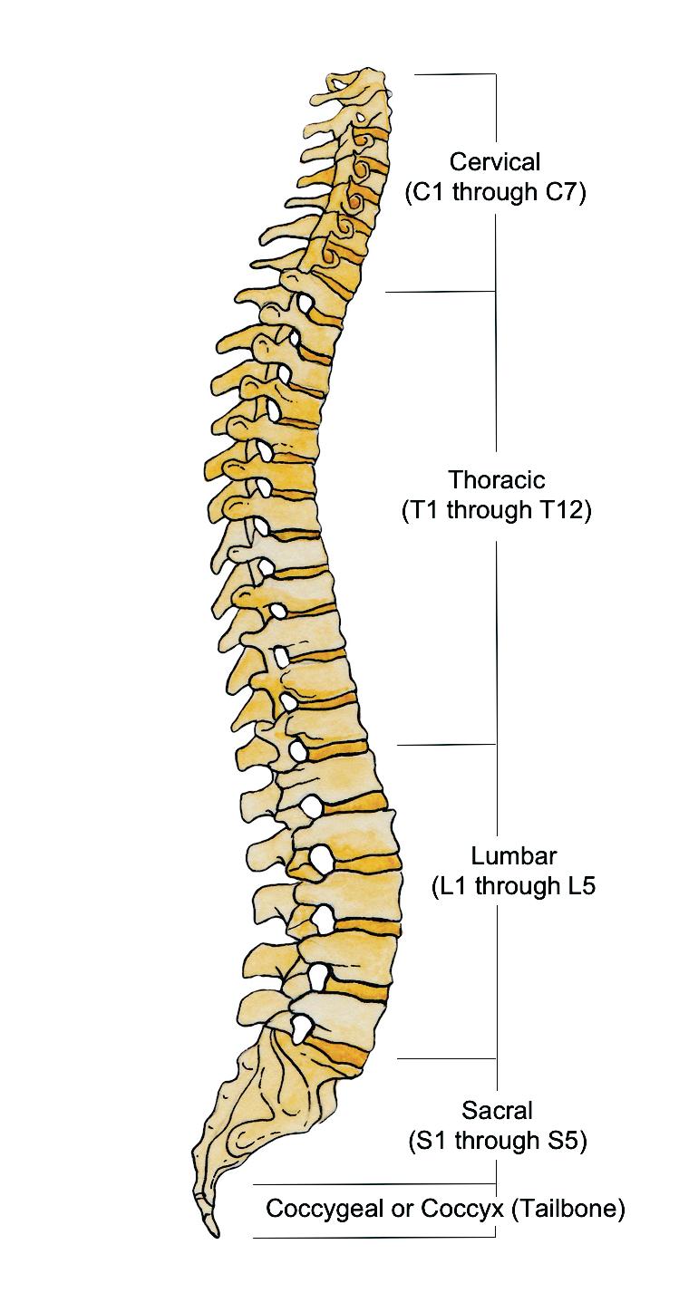 The spinal cord is protected by both of these structures and emerging from either side of the spine are peripheral spinal nerves which supply