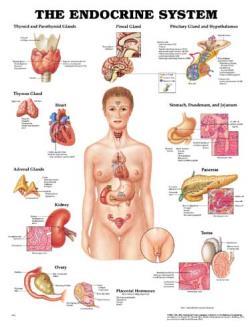 Endocrine Glands Glands and Organs of the Endocrine System Glands that secrete their products (hormones) into extracellular spaces around cells.