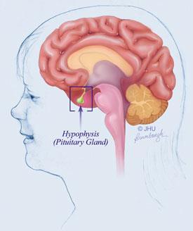 Hypothalamus Pituitary Thyroid Parathyroid Thymus Pancreas Adrenal Gonads Testes Ovaries Pineal Thalamus Kidneys Liver Stomach Lungs Heart Small