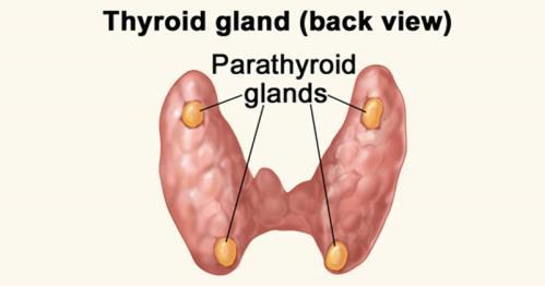 Hormones of the Thyroid Gland Thyroxine (T4) Contains 4 iodine atoms Requires mineral iodine to be made Targets most body cells and acts to increase metabolism by improving energy utilization, O2