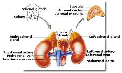 Adrenal (Suprarenal Glands) Adrenal (Suprarenal Glands) Glands located superior to each kidney Structurally divided into two regions: Adrenal cortex Outer region Adrenal medulla the inner portion of