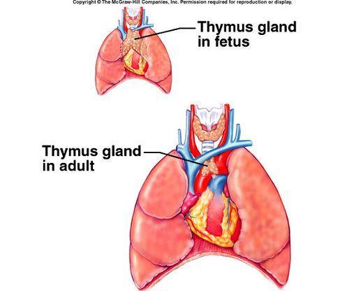retina detects light Stimulated in the absence of light Thymus Thymus Located behind the sternum and between the lungs