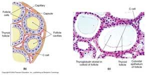 regulation Adrenal Gland The corticosteroids Pancreas Regulation of blood