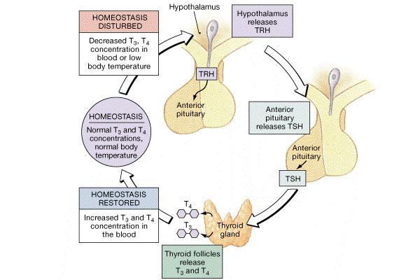 Thyroid Hormone Regulation TSH causes thyroid hormone release AND