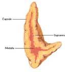 cellular regions (zones), each that makes specific hormones Zona glomerulosa: Mineralocorticoids Zona fasciculata: