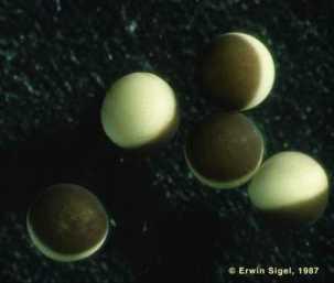 Amphibian anteroposterior specification polarized eggs animal/vegetal pigment yolk v.