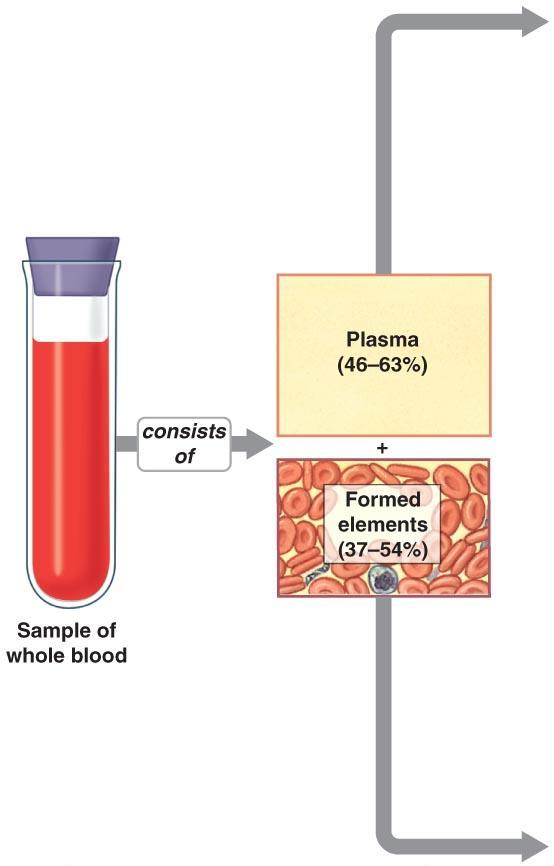 Physical Characteristics of Blood Figure 19