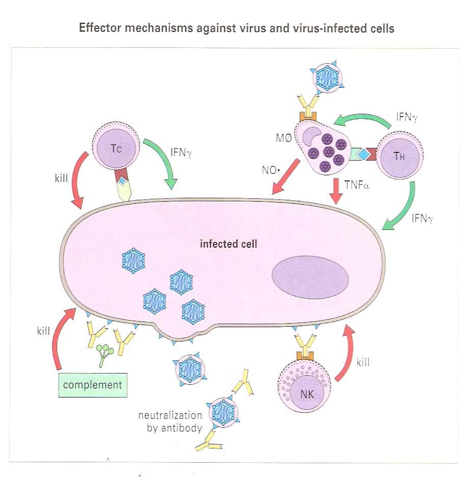 CD4+ T cells can have important effector functions against virus infections CD4+ T cells are a major effector cell population in the immune response to HSV-1 infection of epithelial surfaces.