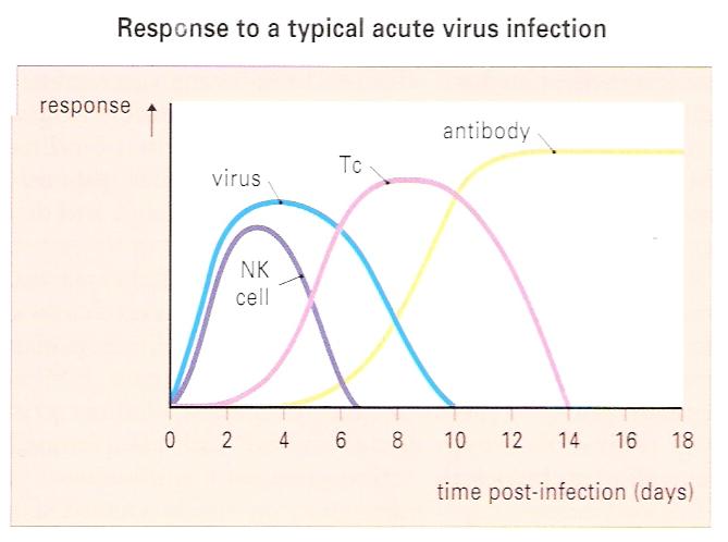 Figure-8 Kinetics of host defenses in responses to a typical acute virus infection.