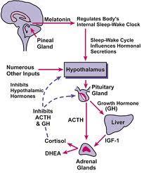 Sleep Disorders - Cause Biological Circadian rhythms Melatonin