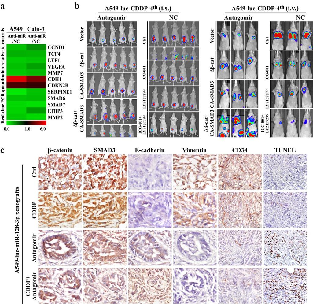 Supplementary Figure 8 The β-catenin and TGF-β signaling activation essentially mediates mir-128-3p-induced tumorigenesis and distant metastasis.