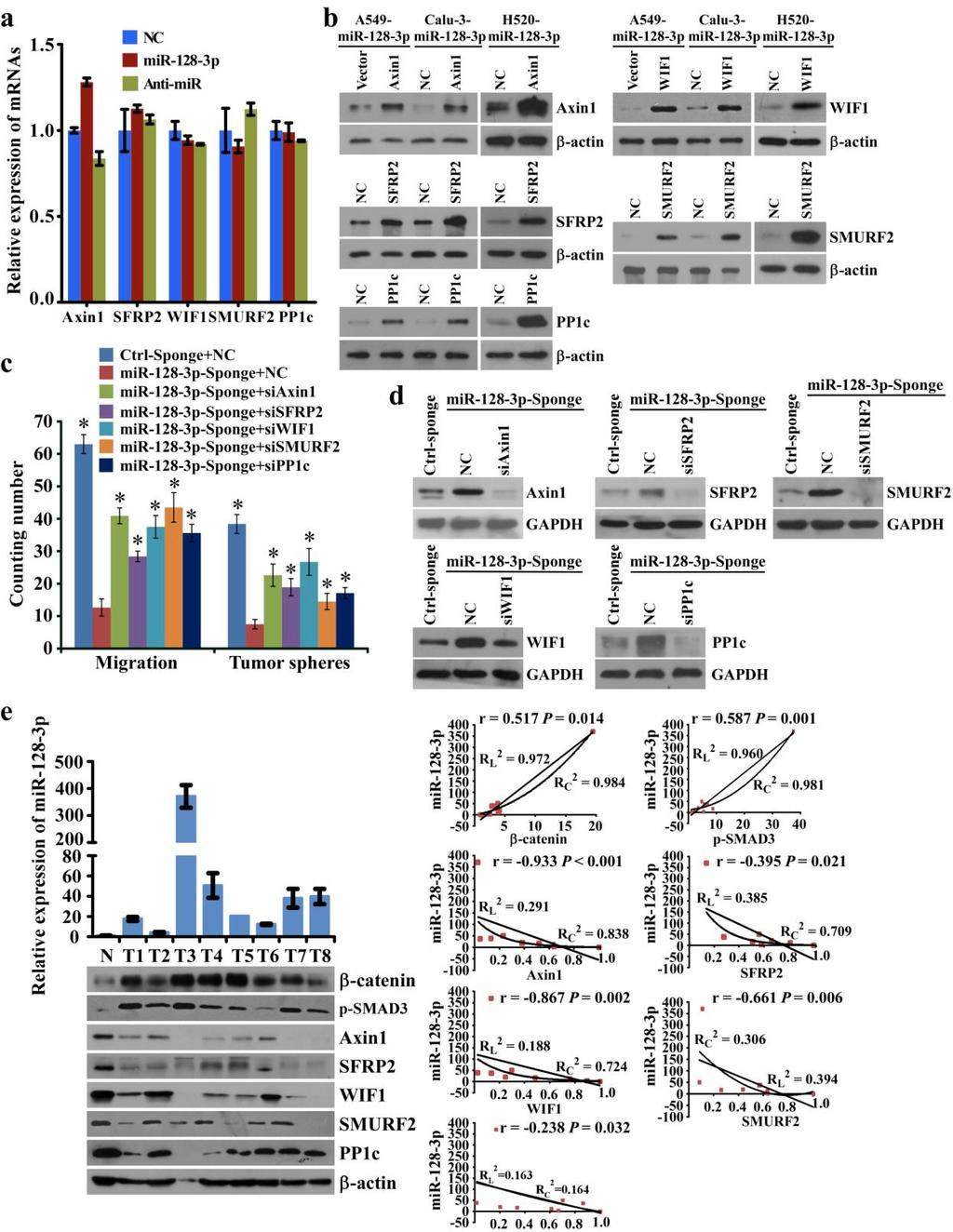 Supplementary Figure 9 mir-128-3p potently targets Axin1, SFRP2, WIF1, SMURFS or PP1c to activate the Wnt/β-catenin and TGF-β signaling in NSCLC cells.