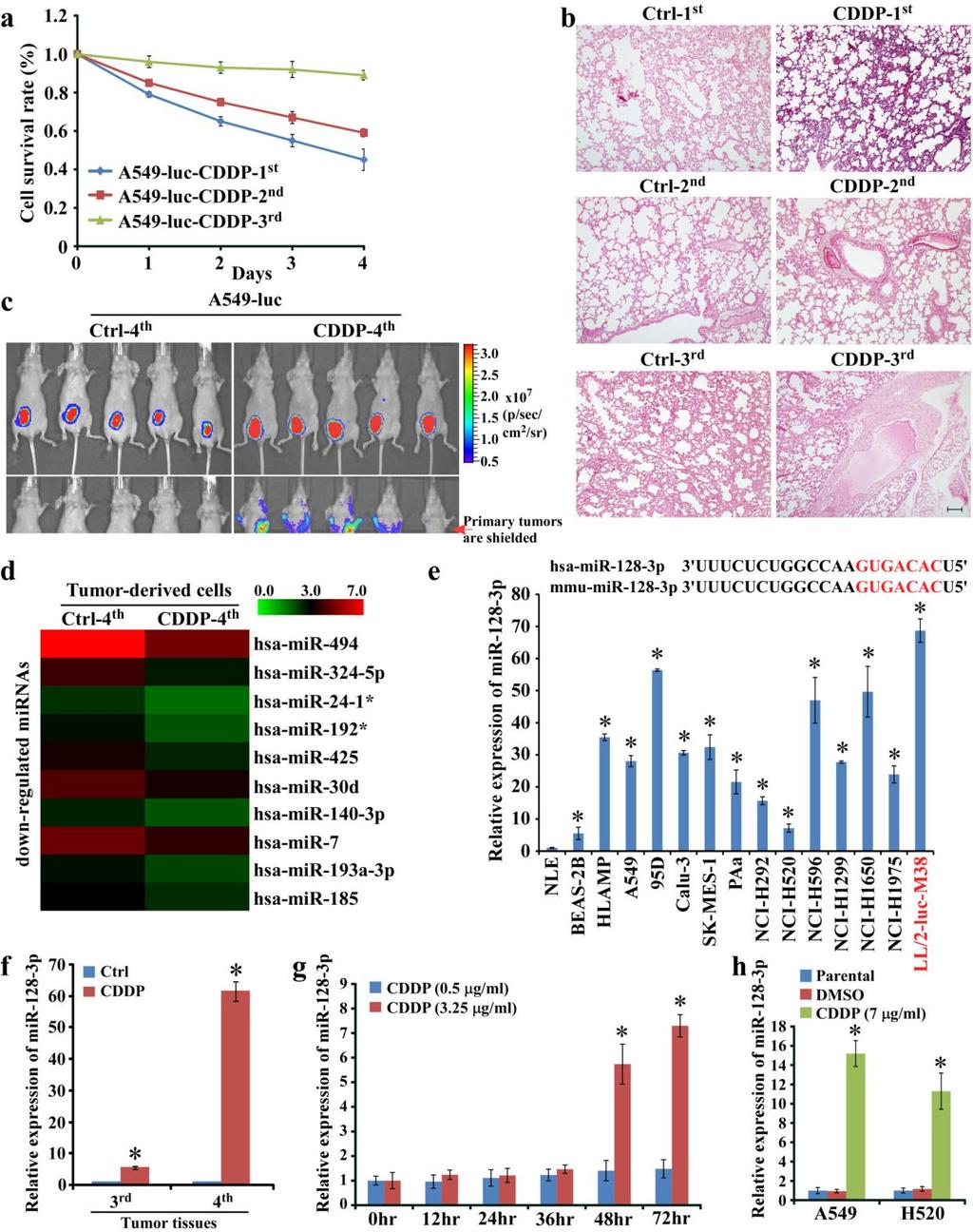 Supplementary Figure 1 mir-128-3p is highly expressed in chemoresistant, metastatic NSCLC xenografts, NSCLC cell lines and CDDP-resistant NSCLC cells.