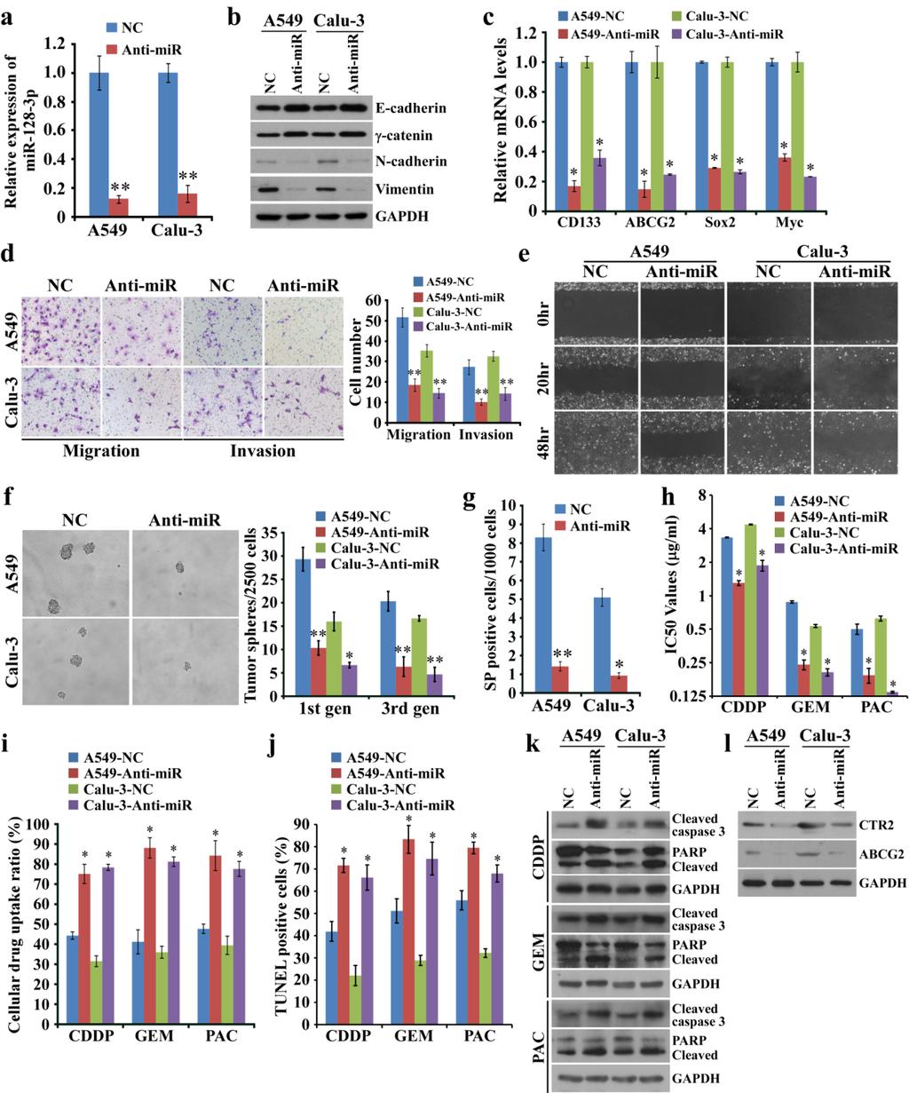 Supplementary Figure 4 Silencing endogenous mir-128-3p inhibits migration, invasion and self-renewal and promotes CDDP-induced apoptosis of NSCLC cells in vitro.
