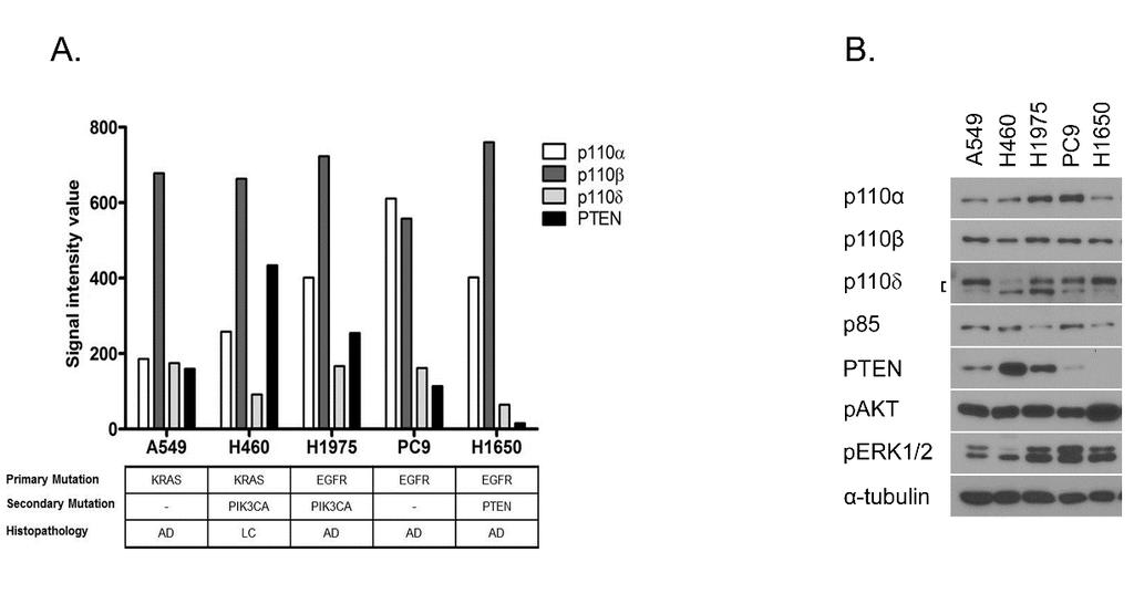 Figure 2.1. Expression of class IA PI3K p110 isoforms and PTEN among NSCLC cell lines. (A) Relative mrna expression of p110 isoforms and PTEN were measured by Affymetrix microarray analysis.