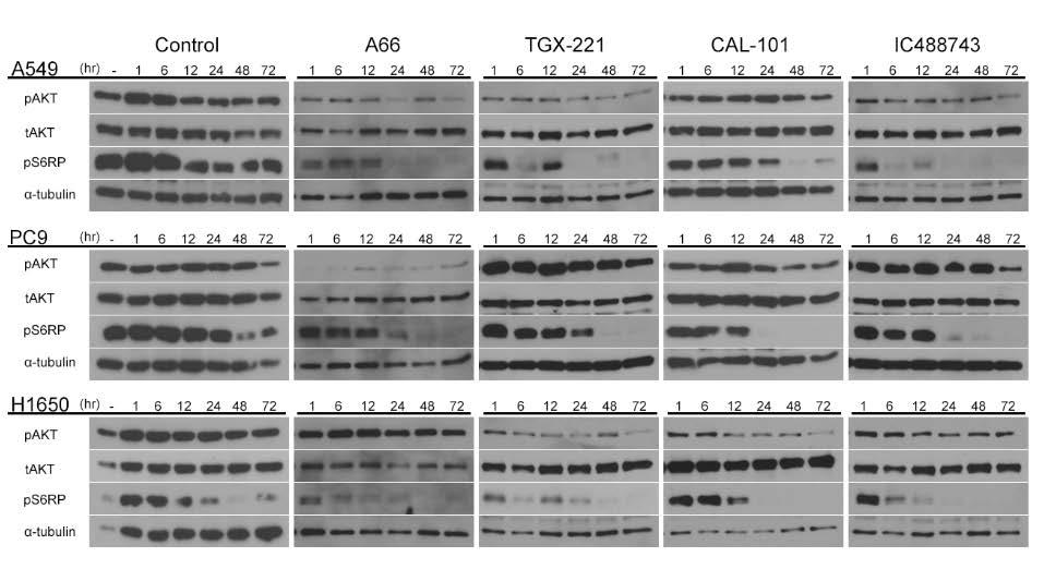 Figure 2.7. Isoform-selective PI3K inhibitor treatment demonstrates sustained time-dependent inhibition of PI3K signaling.
