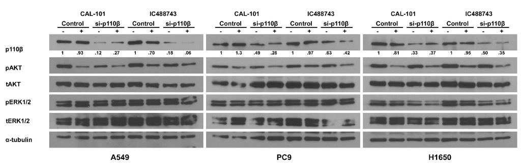 A. B. Figure 2.8. Functional redundancies among class IA isoforms maintain PI3K pathway activation after sirna-mediated ablation PIK3CB and pharmacological inhibition PIK3CD.