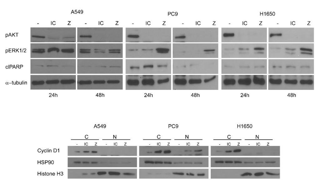 A. B. C. D. Figure 2.9. IC488743 and ZSTK474 treatment alters G 1 cell cycle progression without inducing apoptosis.