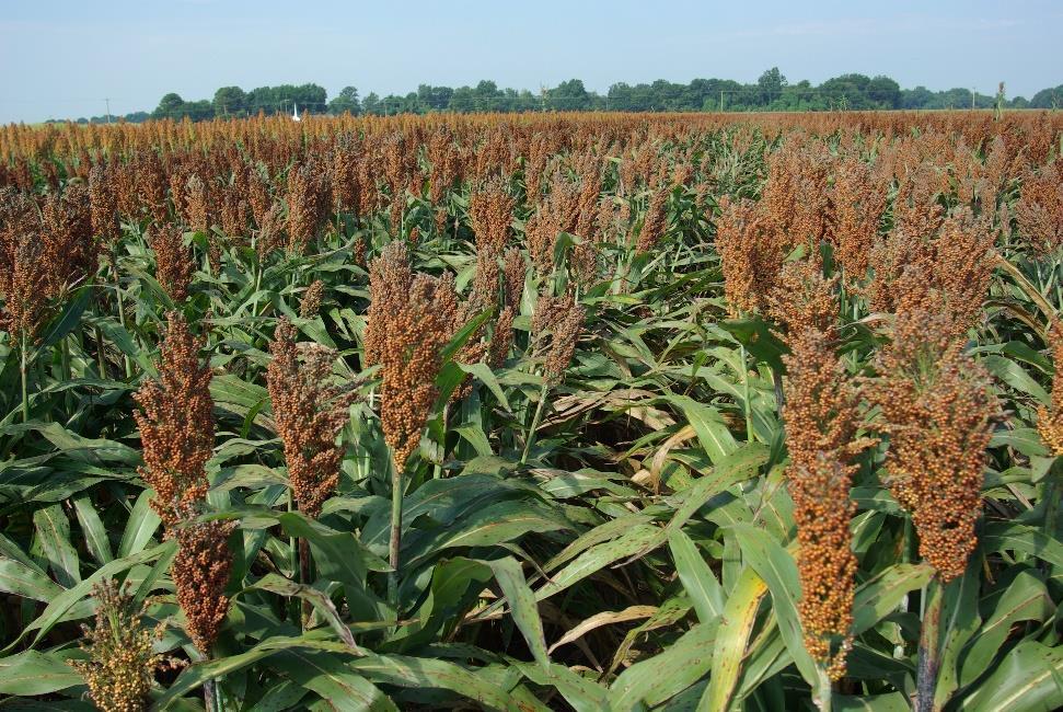 Sorghum Utilization What factor limits your inclusion of sorghum in formulations?