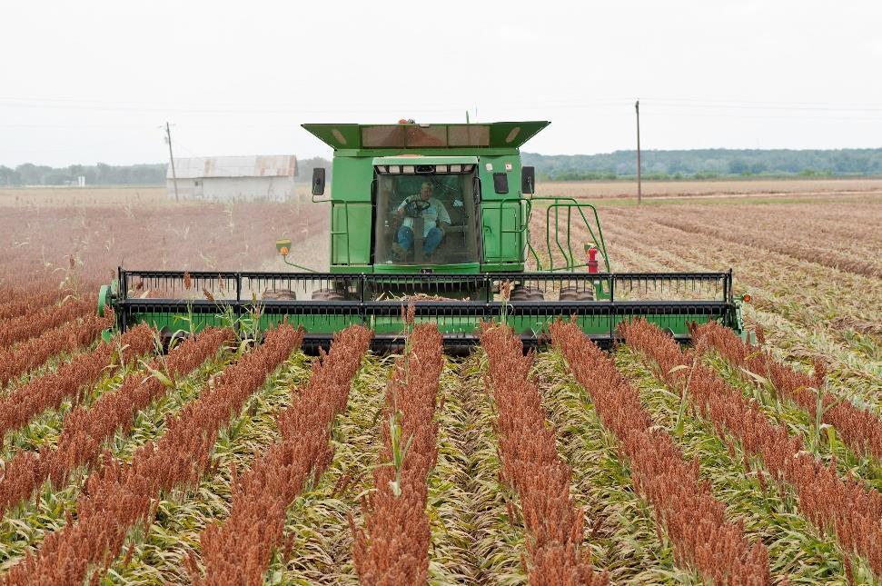 Sorghum Sourcing Would you be interested in directly sourcing grains