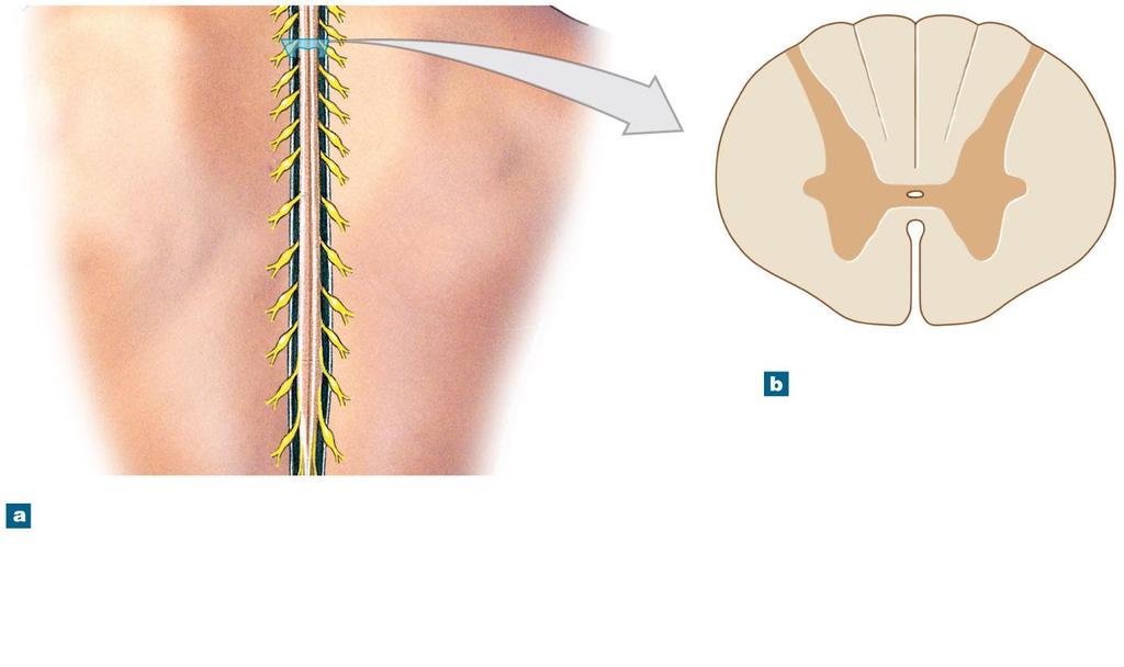 Figure 13-2 Gross Anatomy of the Adult Spinal Cord T 1 T 2 T 3 T 4 T 5 T 6 T 7 Thoracic