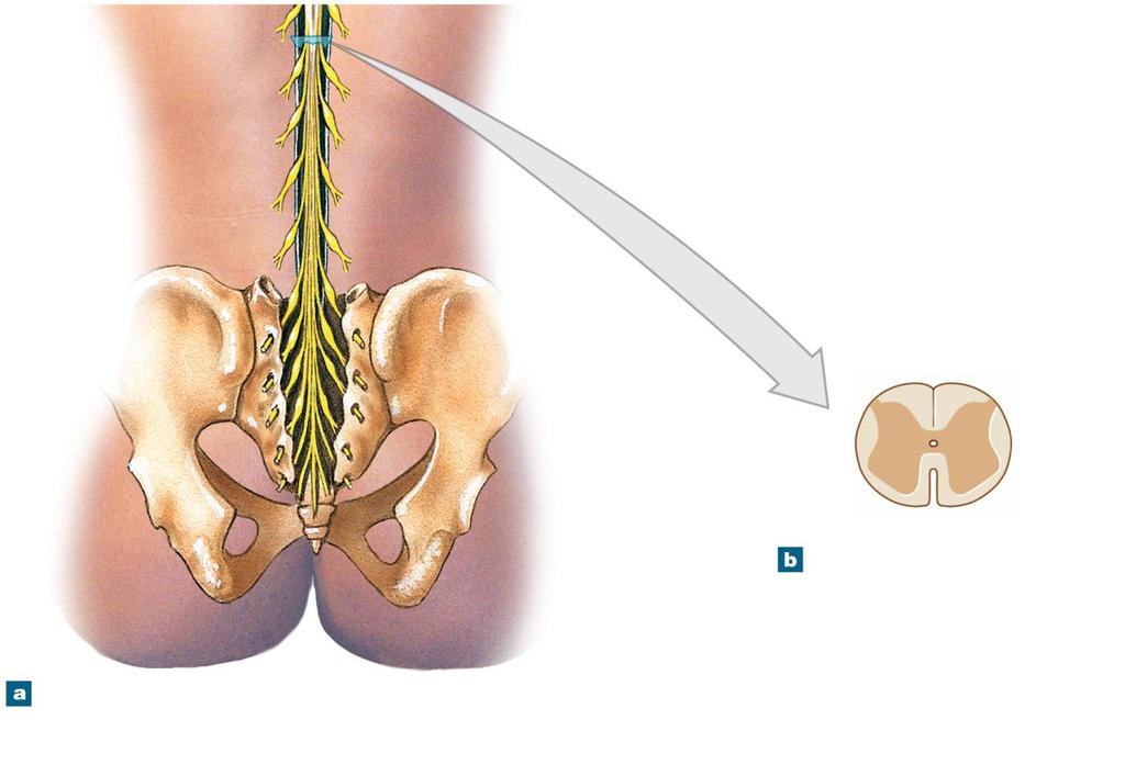 Figure 13-2 Gross Anatomy of the Adult Spinal Cord Inferior tip of spinal cord Cauda equina Sacral