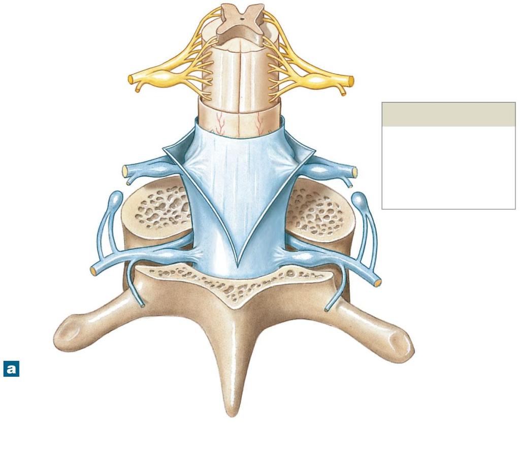 Figure 13-3a The Spinal Cord and Spinal Meninges White matter Ventral root Dorsal root Gray matter Dorsal root ganglion Spinal nerve Meninges Pia mater