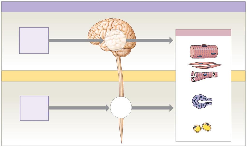 Figure 13-1 An Overview of Chapters 13 and 14 CHAPTER 14: The Brain Sensory receptors Sensory input over cranial nerves Reflex centers in brain Motor output over cranial nerves